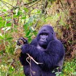  3-Day Quick Gorilla Trekking in Bwindi Impenetrable