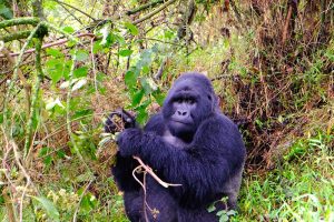 Read more about the article  3-Day Quick Gorilla Trekking in Bwindi Impenetrable