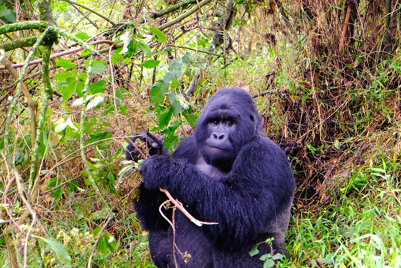 3-Day Quick Gorilla Trekking