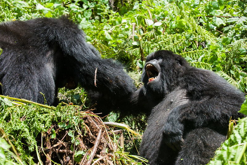 High-End and Luxury Gorilla Trekking in Rwanda