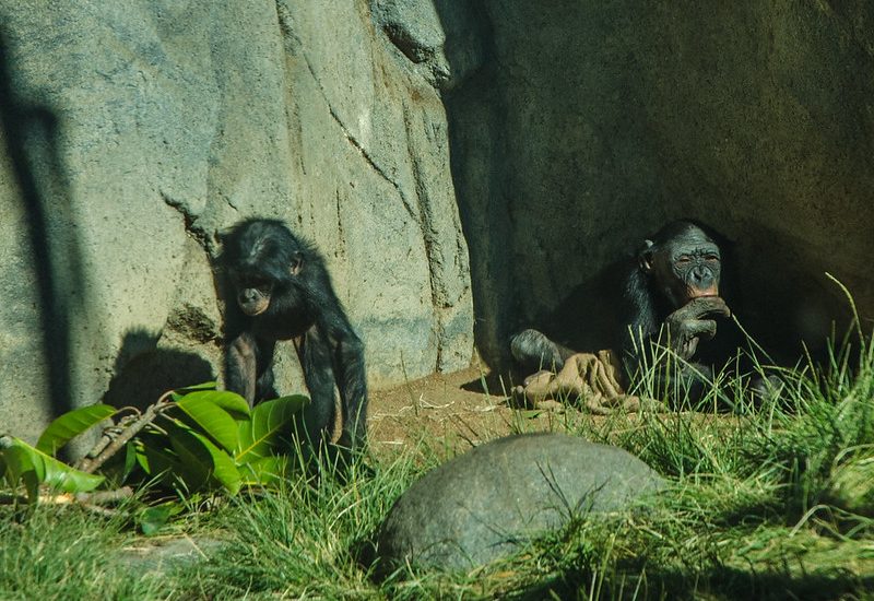 7-Day Congo Visiting the Bonobos