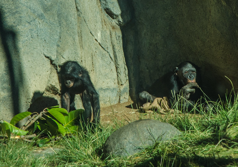 Read more about the article 7-Day Congo Visiting the Bonobos