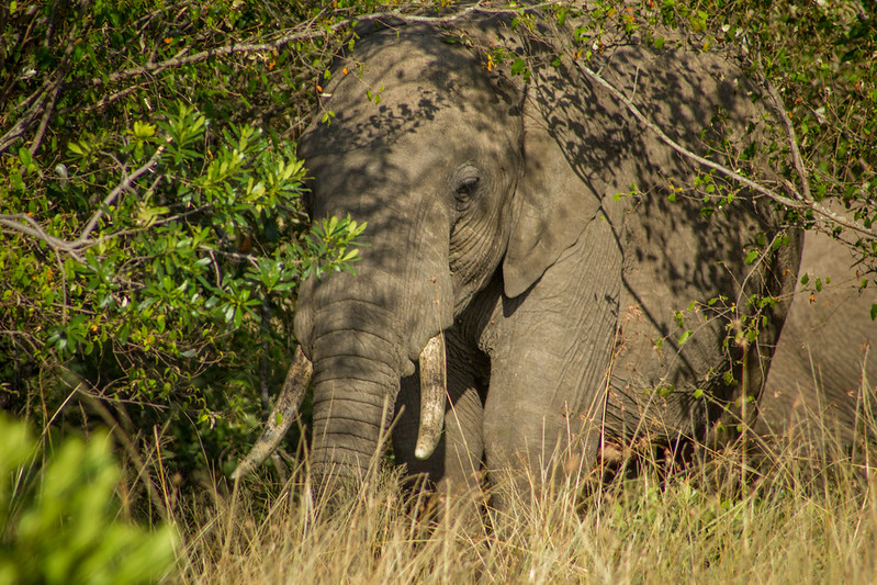 Best family safari in Africa