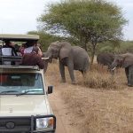 Tanzania Family Safari Packages