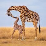 See Giraffes on Game Drives