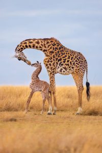 Read more about the article See Giraffes on Game Drives