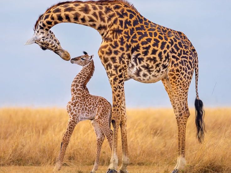 See Giraffes on Game Drives