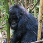 How to plan a gorilla trekking