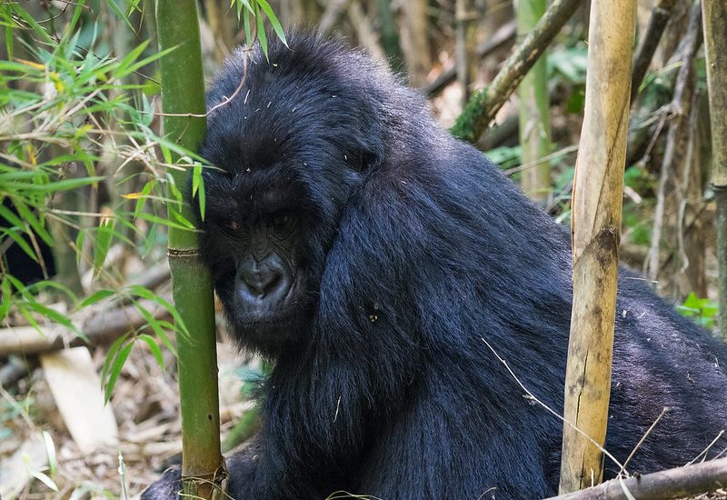 How to plan a gorilla trekking trip to Uganda