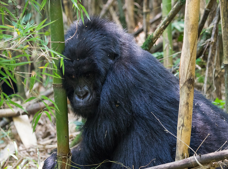 You are currently viewing How to plan a gorilla trekking