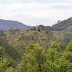 Pangolin Adventure in Bwindi Impenetrable National Park