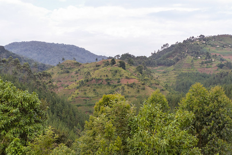 pangolin Adventure in Bwindi impenetrable NP