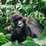 What time does Gorilla trekking start and end in Rwanda