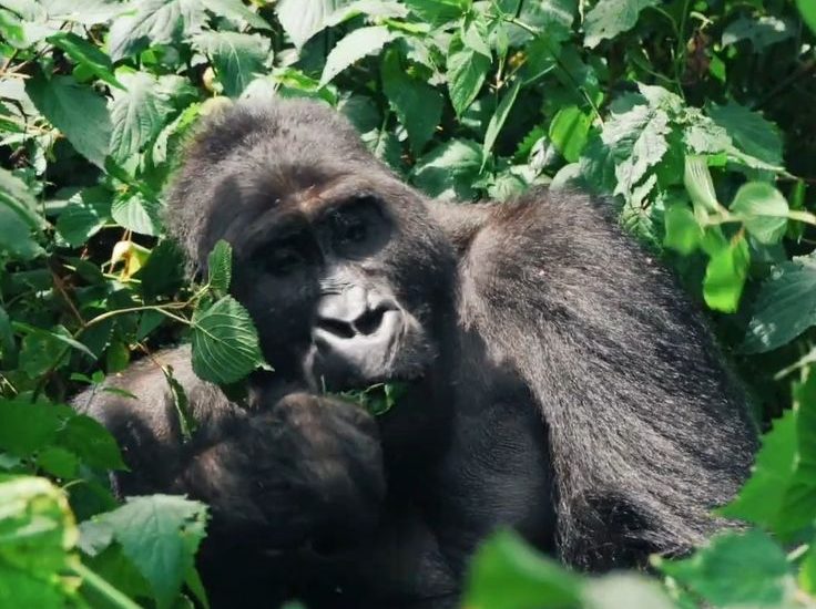 What time does Gorilla trekking start and end in Rwanda