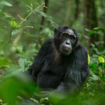 Is Chimpanzee trekking better in Uganda or Rwanda