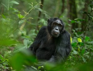 Read more about the article Is Chimpanzee trekking better in Uganda or Rwanda