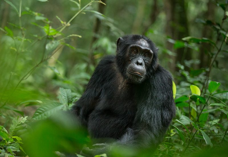 Is Chimpanzee trekking better in Uganda or Rwanda