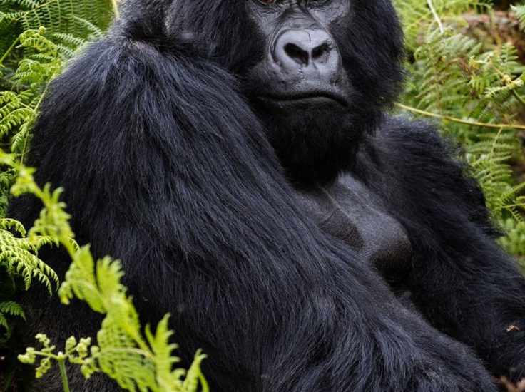 How and When to plan Budget Gorilla Safaris 2025-2026