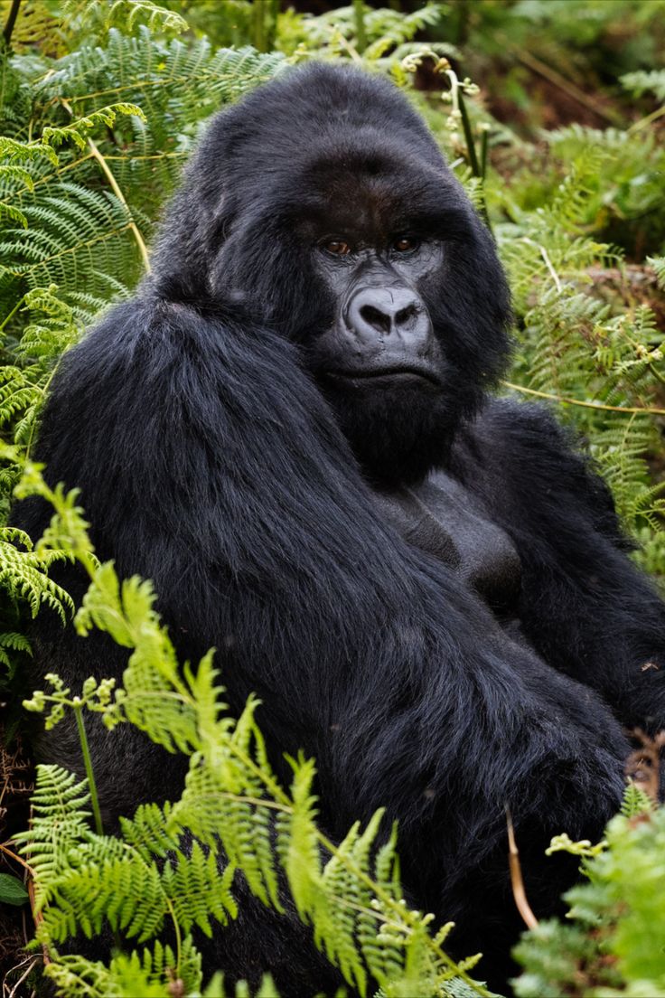 Read more about the article How and When to plan Budget Gorilla Safaris 2025-2026