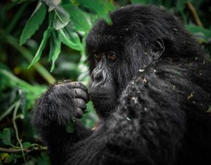 Read more about the article Gorilla Trekking in Ruhija While Staying in Buhoma.