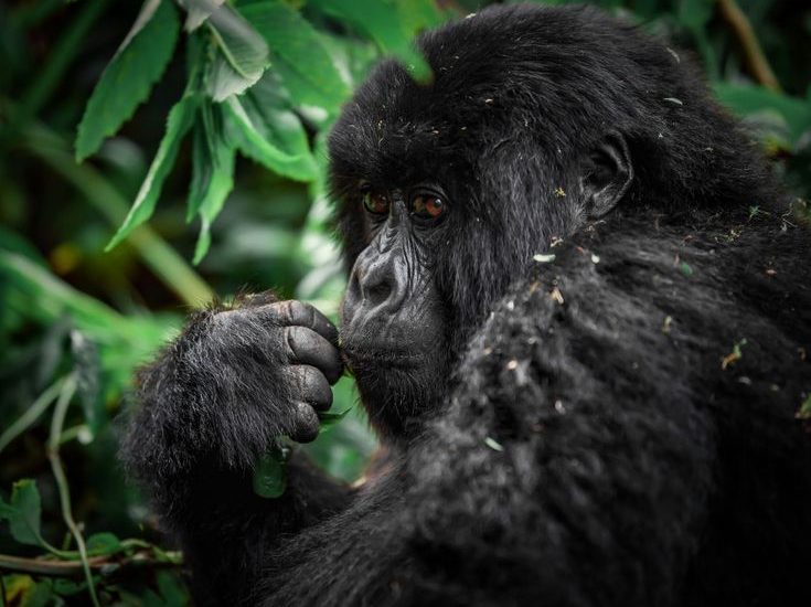 Gorilla Trekking in Ruhija While Staying in Buhoma