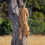 Climbing Lions in Uganda