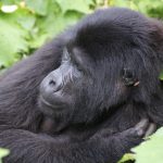 Baby gorillas interesting facts you ought to know.