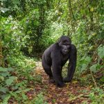 Daily Availability of Gorilla Permits in Uganda