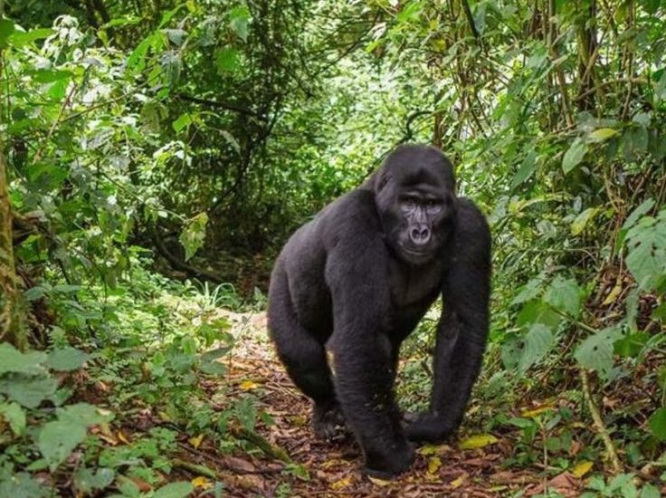 Daily Availability of Gorilla Permits in Uganda