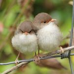 Bird watching in Bwindi