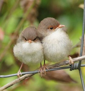 Read more about the article Bird watching in Bwindi