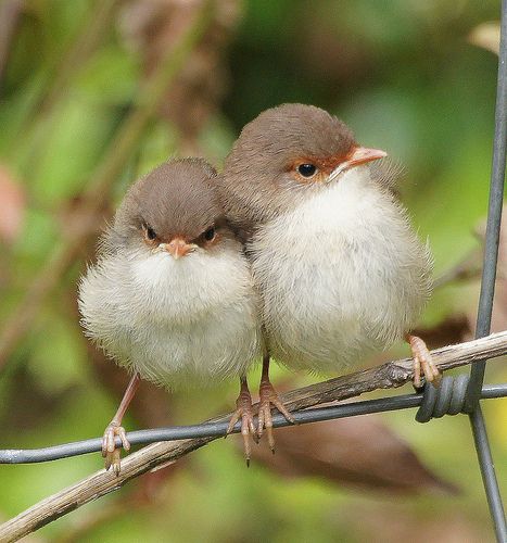 Bird watching in Bwindi