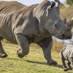 Cost of Rhino Tracking at Ziwa Rhino Sanctuary