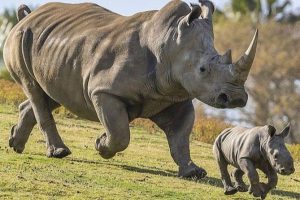 Read more about the article Cost of Rhino Tracking at Ziwa Rhino Sanctuary