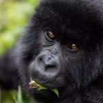 Why is Uganda still the best Gorilla Trekking Destination?