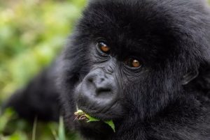 Read more about the article Why is Uganda still the best Gorilla Trekking Destination?