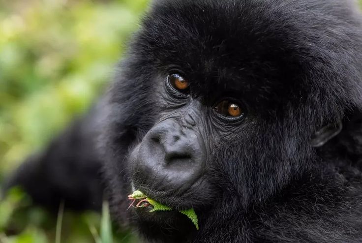 Why is Uganda still the best Gorilla Trekking Destination?