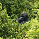 Travel Advice for Gorilla Trekking in Uganda