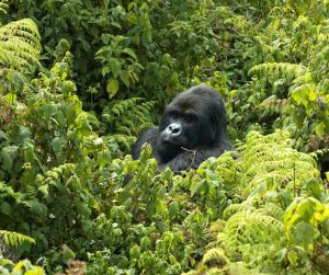 Read more about the article Travel Advice for Gorilla Trekking in Uganda