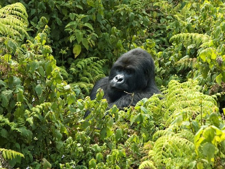 Travel Advice for Gorilla Trekking in Uganda