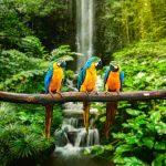 Uganda Best Birding Spots