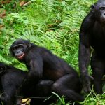 8-Day Chimpanzee Trekking Tanzania