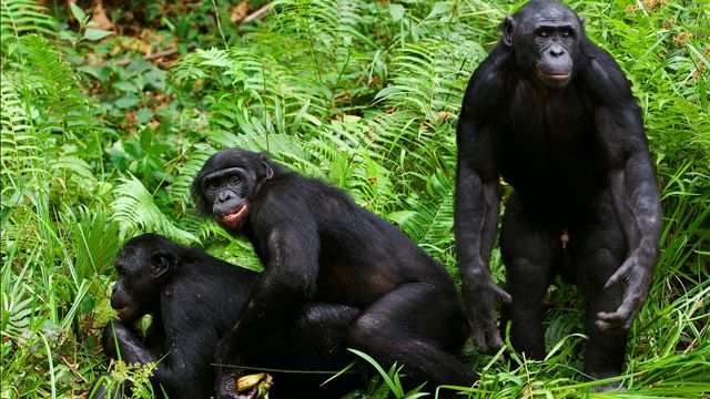 8-Day Chimpanzee Trekking Tanzania