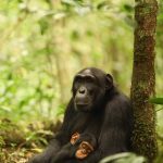 How long do you spend with Chimpanzees in Kibale Forest?