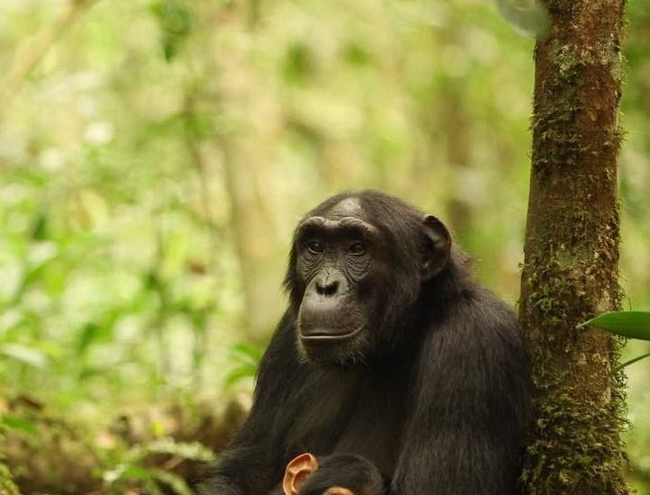 How long do you spend with Chimpanzees in Kibale Forest?