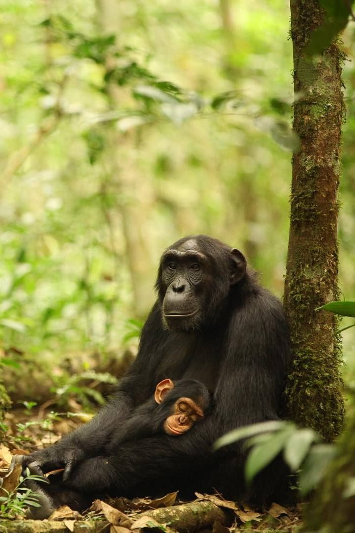 Read more about the article How long do you spend with Chimpanzees in Kibale Forest?