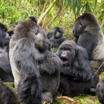 Travel Advice for Gorilla Trekking in DR Congo