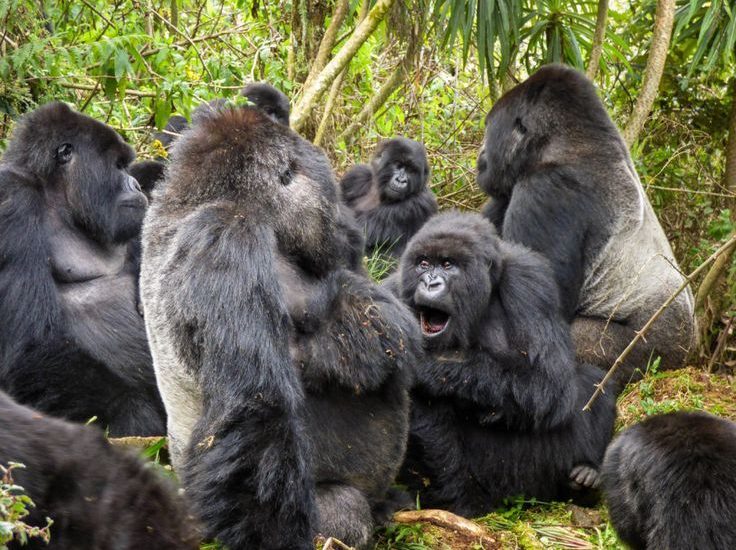 Travel Advice for Gorilla Trekking in DR Congo