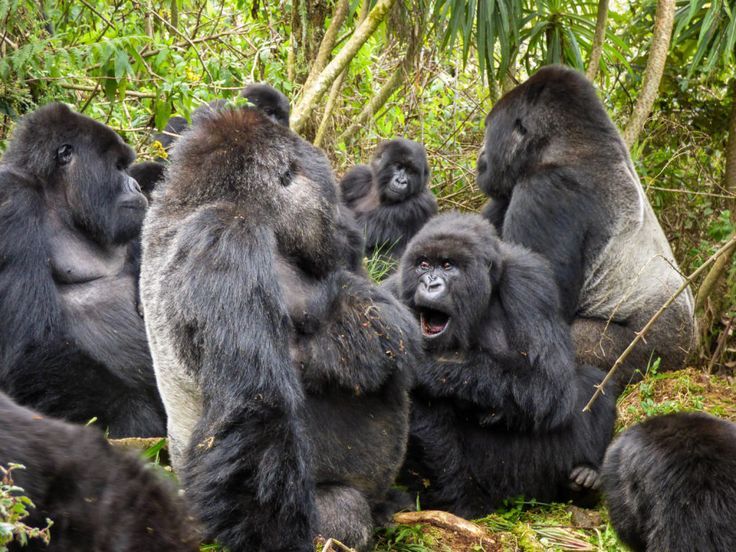 Read more about the article Travel Advice for Gorilla Trekking in DR Congo