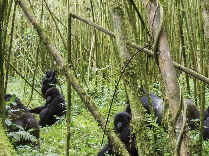 The Best Uganda Budget Safaris for 2025